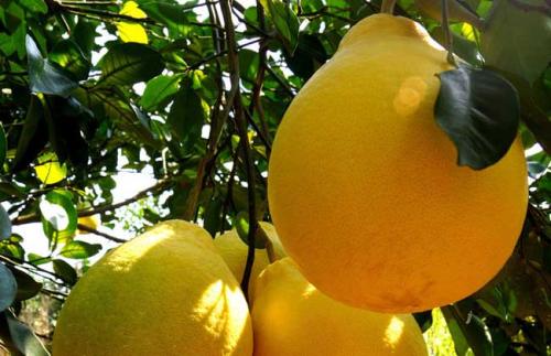 又到了吃柚子的季节了，你知道蜜柚和沙田柚的区别吗？